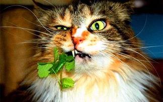 娱乐圈吃瓜猫是谁啊图片,揭秘网络红人的真实身份