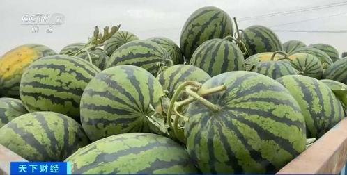 小盘瓜今日价格最新行情,今日行情一览