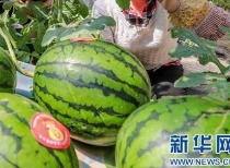 吃瓜热门最新消息是什么,揭秘娱乐圈最新劲爆事件！