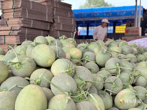 甘肃民勤蜜瓜今日价格,甜蜜新季，行情看涨