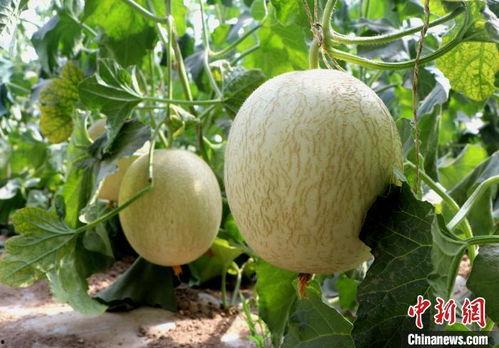 甘肃民勤蜜瓜今日价格,甜蜜新季，行情看涨
