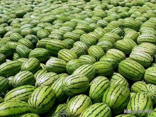 瓜哥今日吃瓜热门大瓜,今日热门大瓜事件深度解析