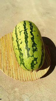 蒙阳麒麟瓜今日价格,价格行情一览