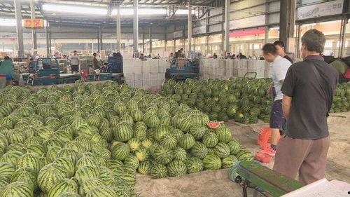 江苏盐城麒麟瓜今日价格,价格行情一览”