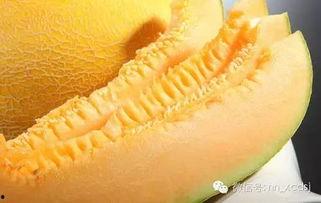 南宁哈密瓜今日行情,今日价格波动及销售动态一览”