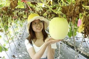 24年的瓜热门大全免费,盘点年度热门事件大盘点