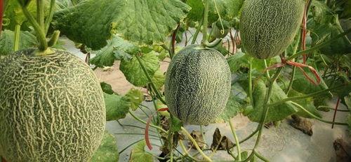 山东哈密瓜今日行情,丰收季里的价格波动与市场动态