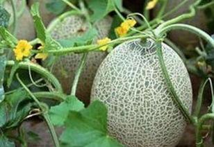 山东哈密瓜今日行情,丰收季里的价格波动与市场动态