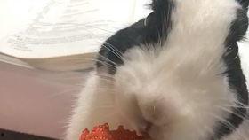 吃瓜爆料喵喵球李二狗,喵喵球李二狗的神秘故事大揭秘