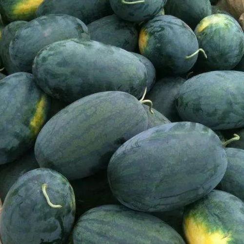 今日淇江毛瓜价格,市场行情一览”