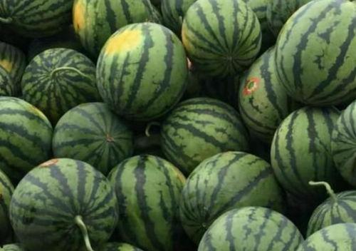 今日淇江毛瓜价格,市场行情一览”