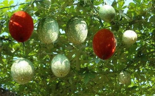 摘吊瓜热门文案怎么写,尽享田园乐趣与丰收喜悦