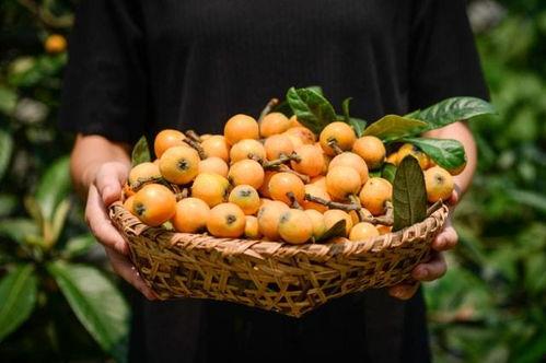 摘吊瓜热门文案怎么写,尽享田园乐趣与丰收喜悦