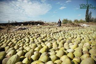 今日新疆网红瓜,揭秘今日热门话题背后的故事