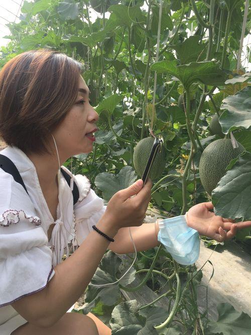 今日新疆网红瓜,揭秘今日热门话题背后的故事