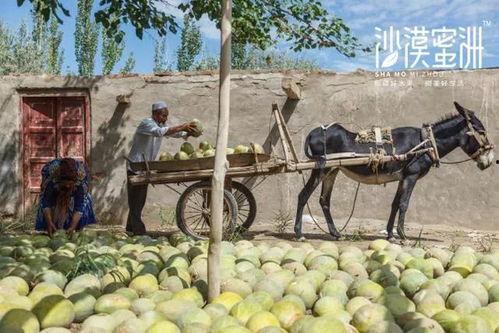 今日新疆网红瓜,揭秘今日热门话题背后的故事