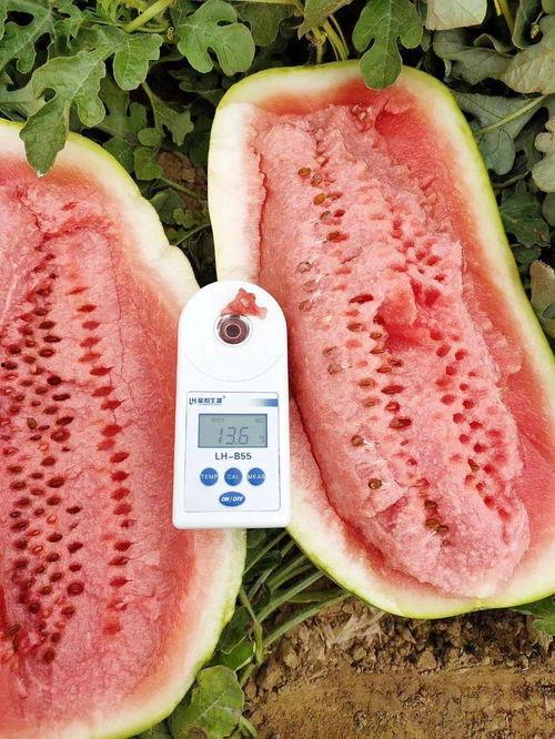 石缝瓜今日地头价