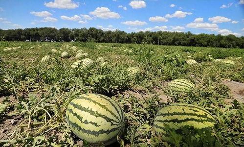 石缝瓜今日地头价