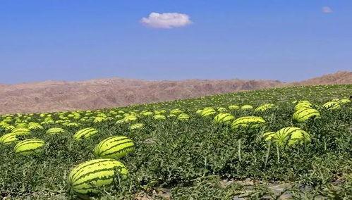 石缝瓜今日地头价