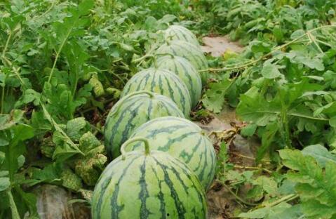 云南缅甸热门大瓜,揭秘热门大瓜背后的真相与影响