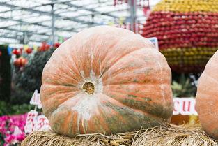 云南缅甸热门大瓜,揭秘热门大瓜背后的真相与影响