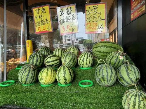 信阳麒麟瓜今日新闻,丰收季里的绿色传奇，助力乡村振兴