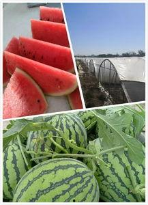 信阳麒麟瓜今日新闻,丰收季里的绿色传奇，助力乡村振兴