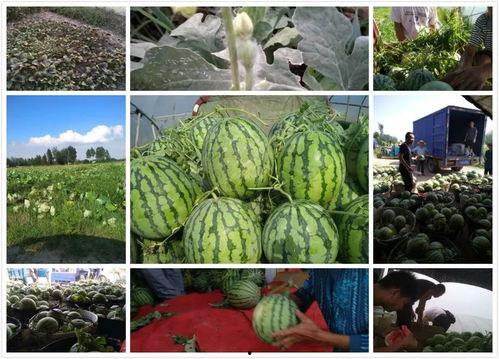 信阳麒麟瓜今日新闻,丰收季里的绿色传奇，助力乡村振兴