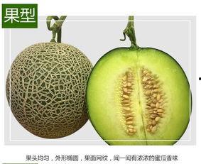 玫珑蜜瓜 今日活动