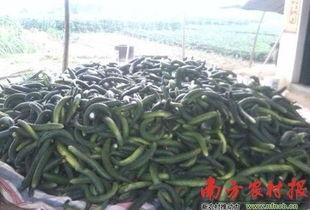 南方今日瓜菜价格,新鲜行情一览”