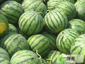 陕西乳瓜今日行情价格