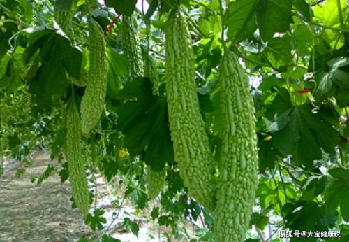 今日立春吃瓜视频,一起品味传统美食的魅力