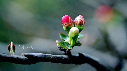今日立春吃瓜视频,一起品味传统美食的魅力
