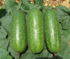 香港今日毛瓜多少斤,每斤XX元，市民购买热情高涨”