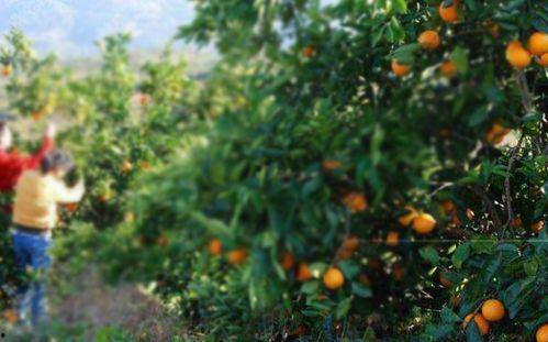 梨瓜哥热门视频在线观看,带你领略趣味横生的网络世界