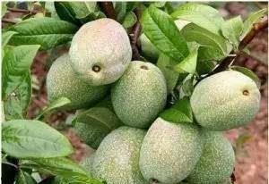 临沂热门瓜,探寻临沂热门瓜的甜蜜奥秘