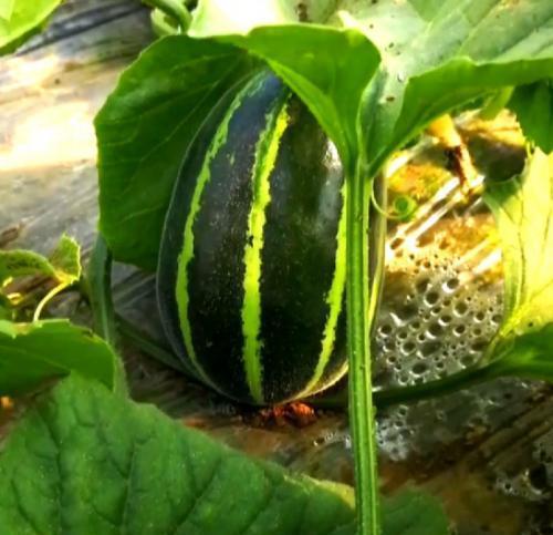 临沂热门瓜,探寻临沂热门瓜的甜蜜奥秘