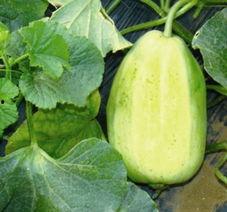 青州火银瓜今日价格,价格行情一览”