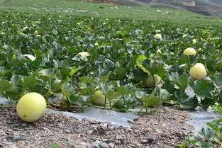 沙漠瓜今日超市价格,新鲜美味，价格实惠，尽享沙漠甘甜