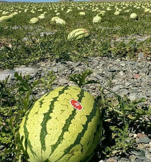 沙漠瓜今日超市价格,新鲜美味，价格实惠，尽享沙漠甘甜