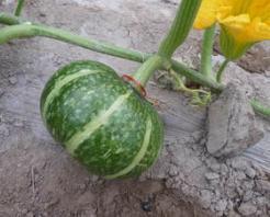 昆明高校什么热门瓜,哪些热门瓜引发校园关注？