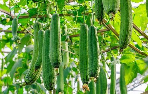 昆明高校什么热门瓜,哪些热门瓜引发校园关注？