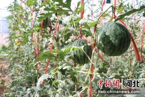 邯郸小吊瓜今日价格,价格行情一览”