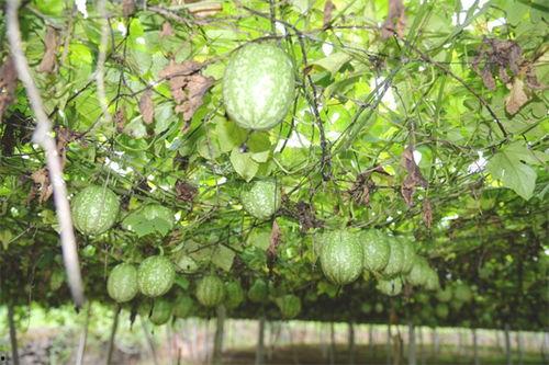 邯郸小吊瓜今日价格,价格行情一览”