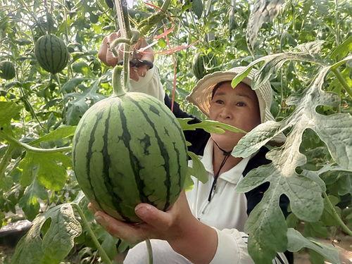 邯郸小吊瓜今日价格,价格行情一览”