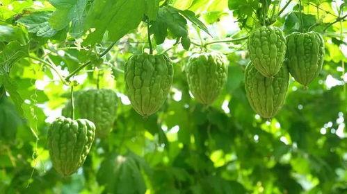 今日凉瓜价格最新行情