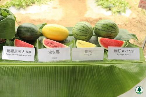 五一吃瓜网今日最新,揭秘五一假期热门事件背后的真相！