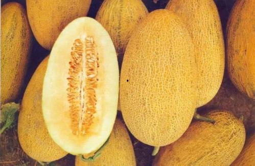 成都今日哈密瓜价格,市民抢购热潮来袭