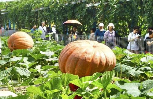 国外有哪些热门瓜,盘点国外热门瓜新闻