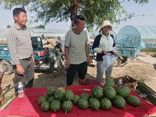 海南小吊瓜今日价格,价格行情一览”
